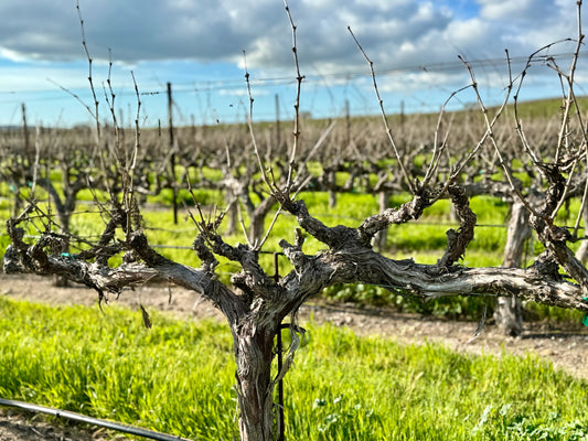 Frequently Asked Questions about Wine Tasting in San Luis Obispo