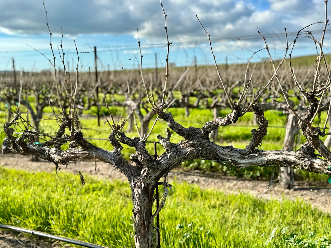 Frequently Asked Questions about Wine Tasting in San Luis Obispo