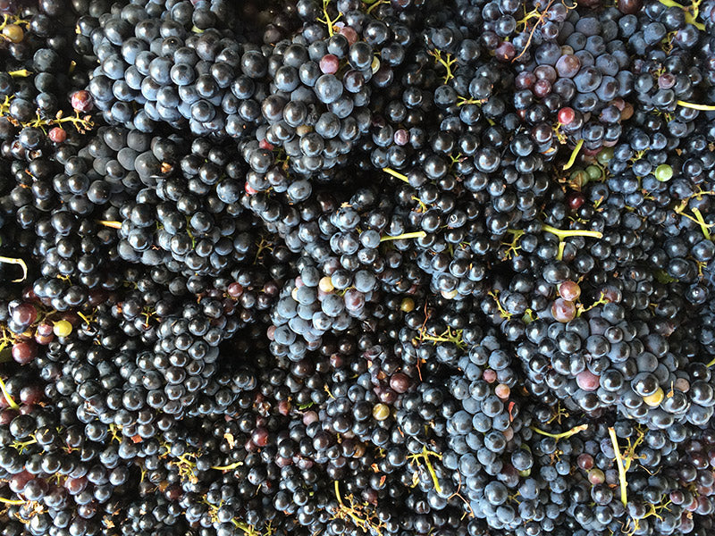 Harvested Tempranillo Clusters
