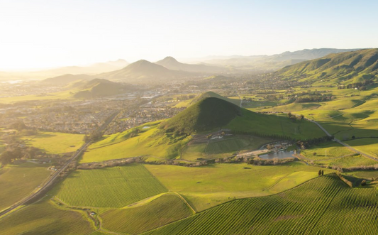 A Short History of Wine in San Luis Obispo