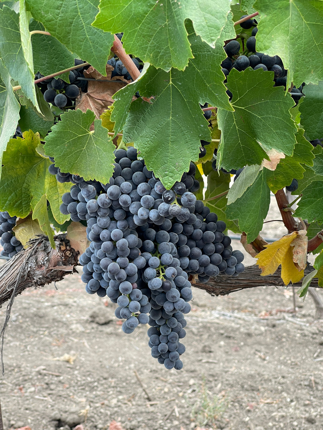 What is Tempranillo?