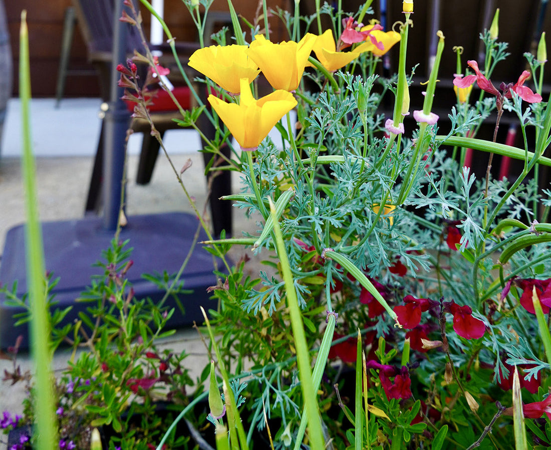 Spring flowers