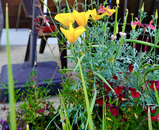 Spring flowers