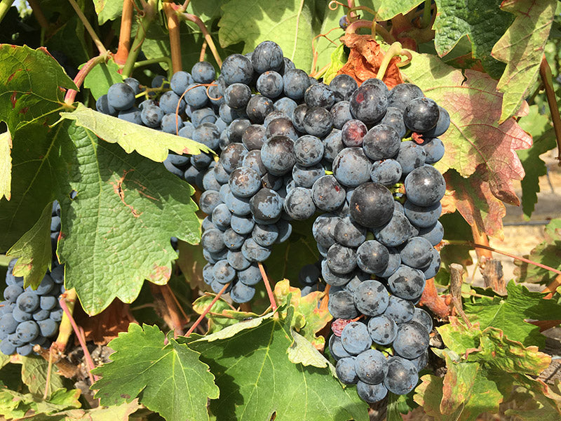 Tempranillo grape clusters