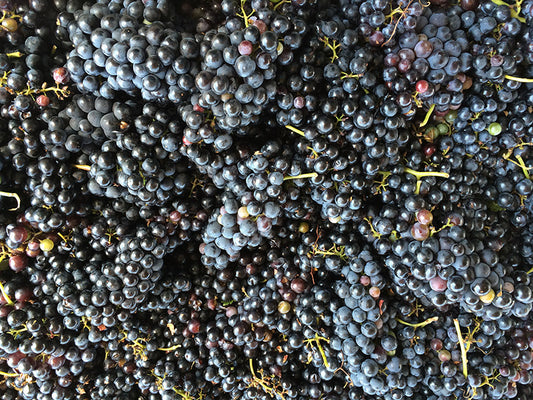 Harvested Tempranillo Clusters